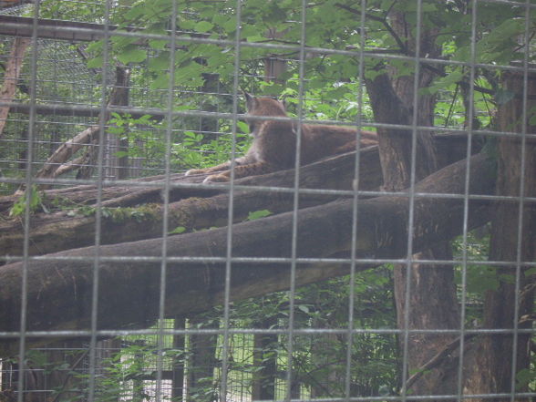 Tiergarten Haag - 