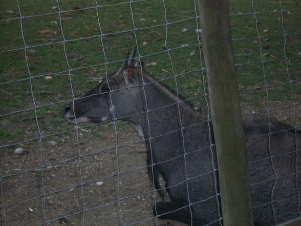 Tiergarten Haag - 