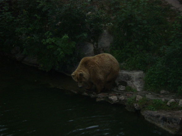 Tiergarten Haag - 