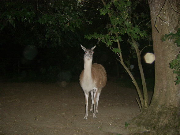 Tiergarten Haag - 