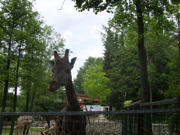 Tiergarten Wels 06.2008 - 