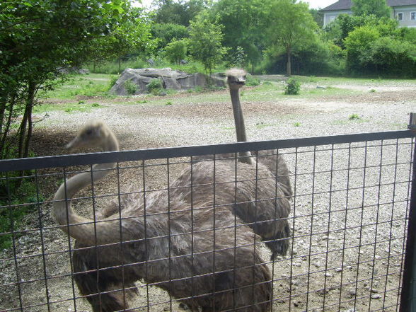 Tiergarten Wels 06.2008 - 