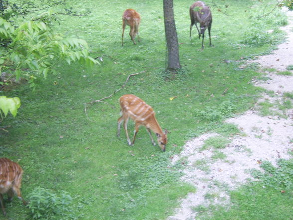 Tiergarten Wels 06.2008 - 