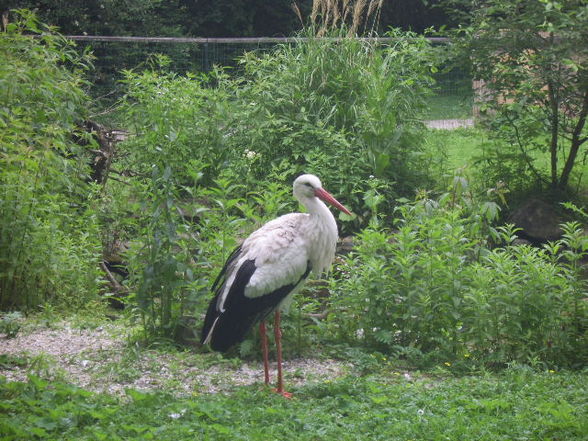 Tiergarten Wels 06.2008 - 