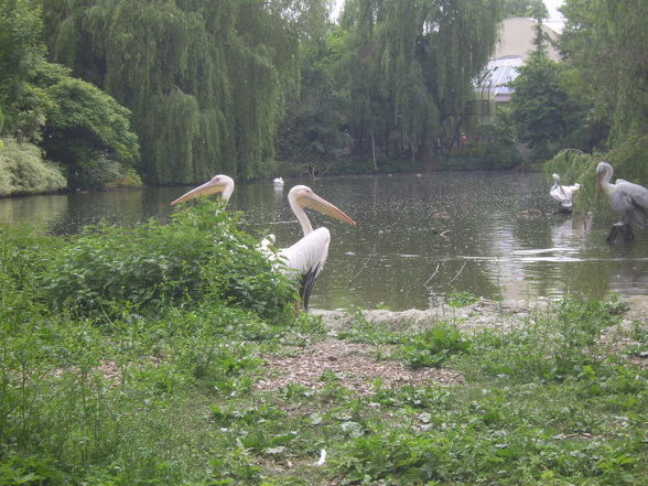 Tiergarten Wels 06.2008 - 