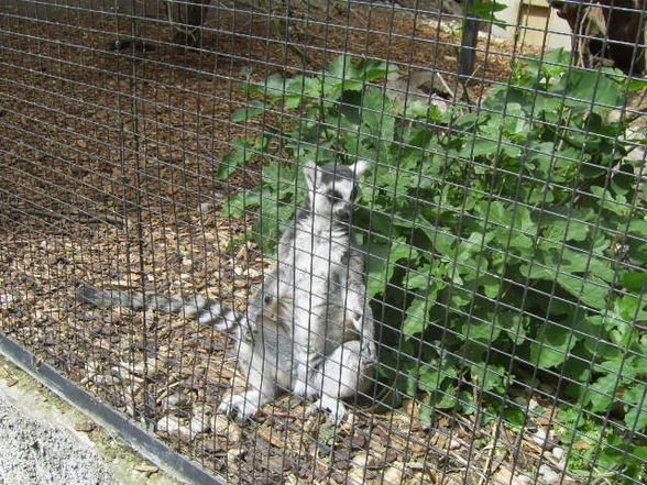 Tiergarten Wels 06.2008 - 