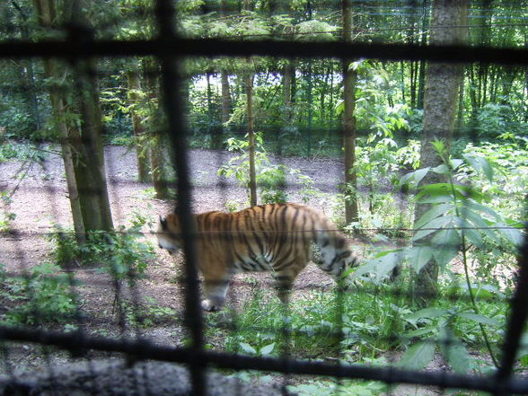 Tiergarten Wels 06.2008 - 