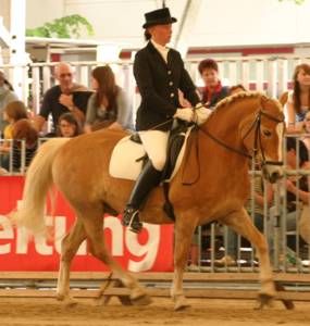 Pferd Wels 2008 - 