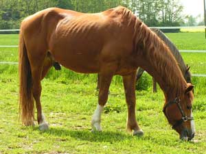 PFERDE vom Moarhof - 