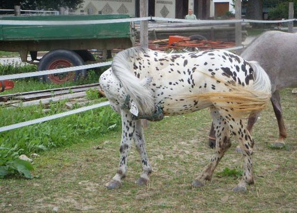 PFERDE vom Moarhof - 