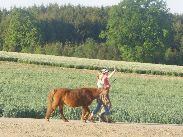 PFERDE vom Moarhof - 