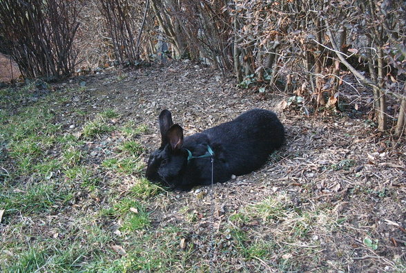 Meine Lieblinge!!!!! - 