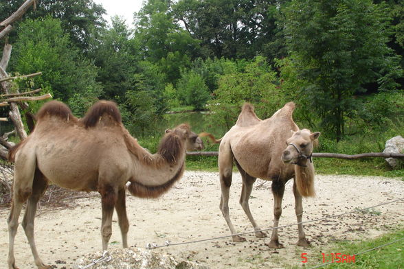 Jardin zoologique à Haag - 