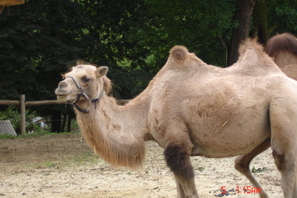 Jardin zoologique à Haag - 