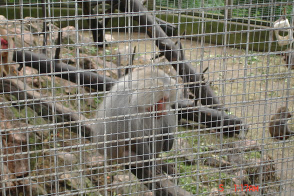 Jardin zoologique à Haag - 