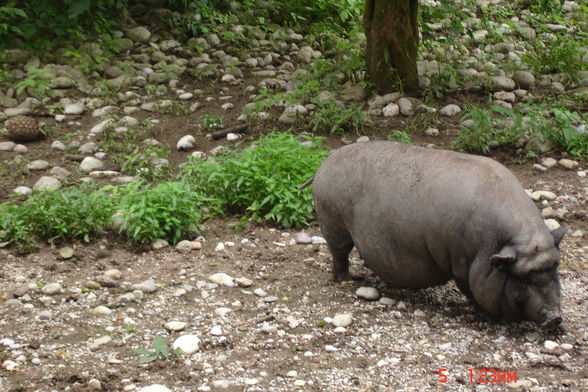 Jardin zoologique à Haag - 