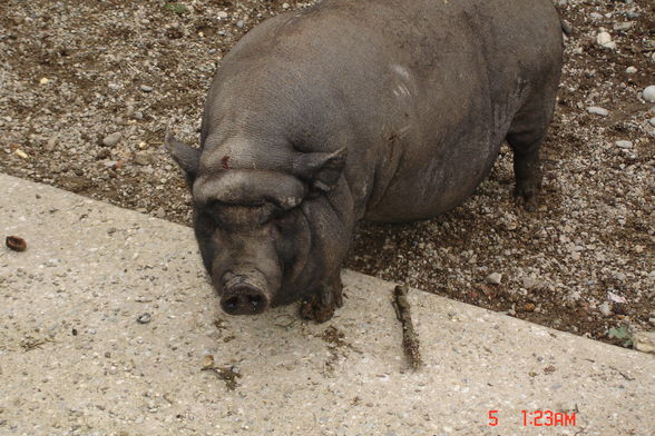 Jardin zoologique à Haag - 