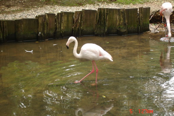 Jardin zoologique à Haag - 