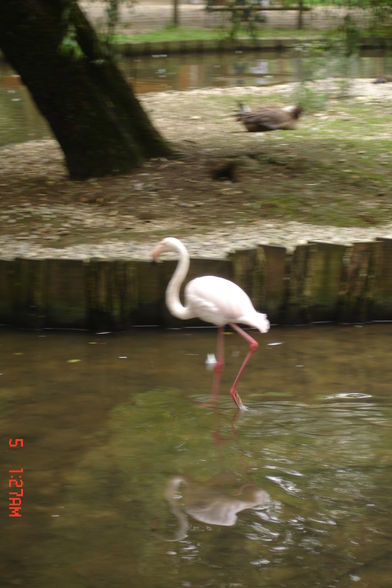 Jardin zoologique à Haag - 