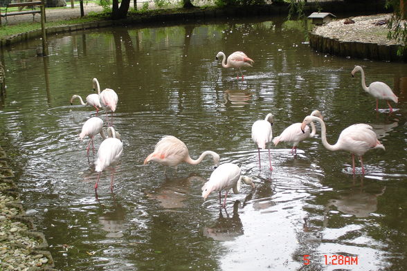 Jardin zoologique à Haag - 