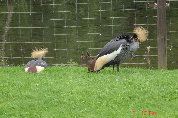 Jardin zoologique à Haag - 