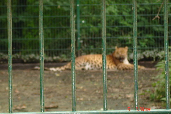 Jardin zoologique à Haag - 