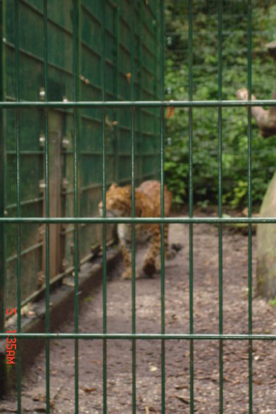 Jardin zoologique à Haag - 