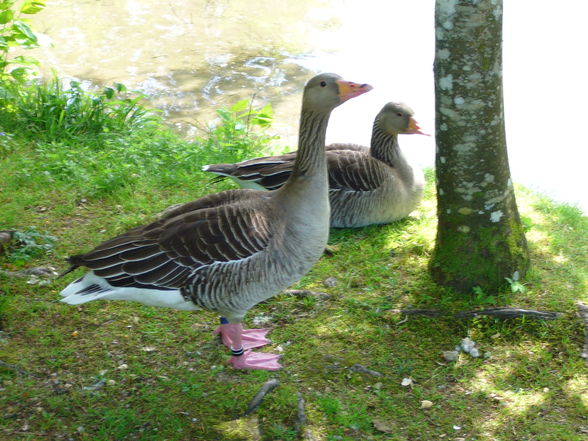 Ausflug in den Wildpark Grünau - 