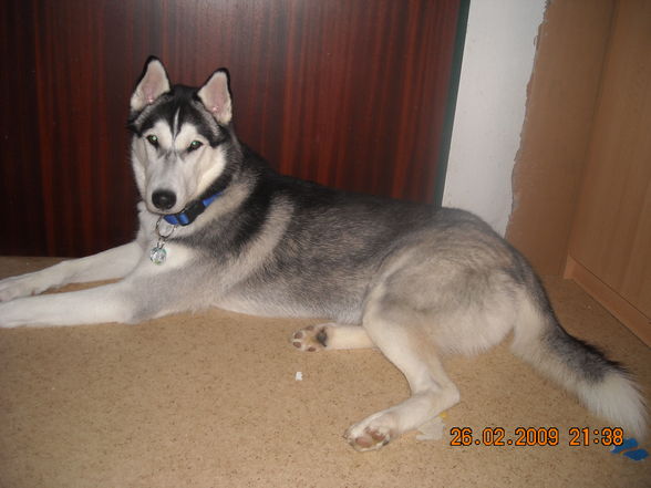 Mein Husky - 