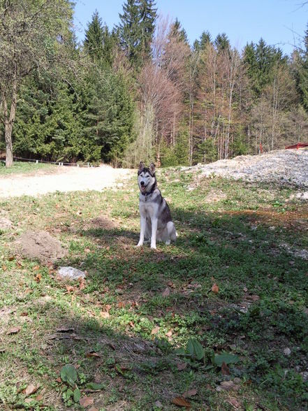 Mein Husky - 