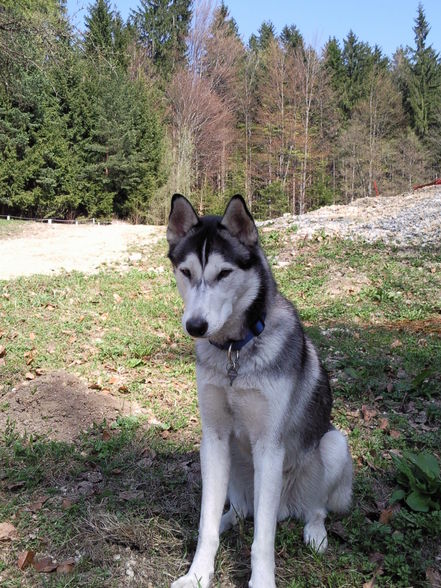 Mein Husky - 