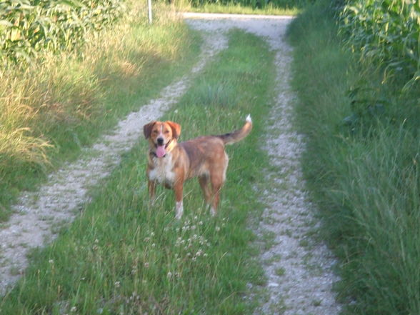 HuNd NeU - 