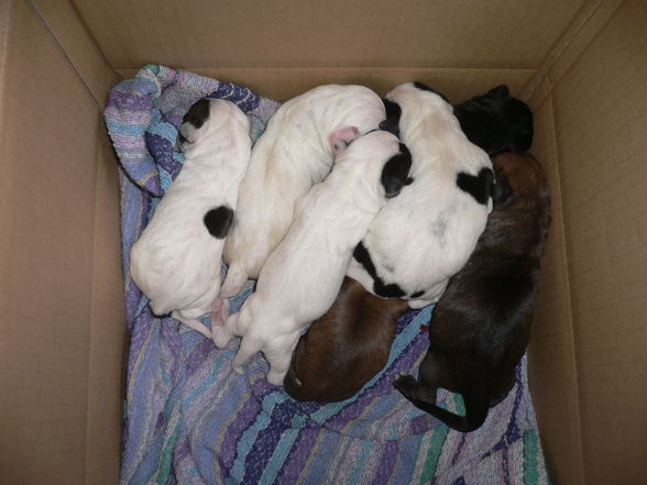 Hundebabys - 