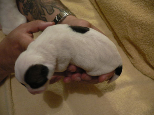 Hundebabys - 