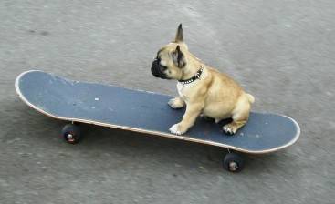 Skateboard - 