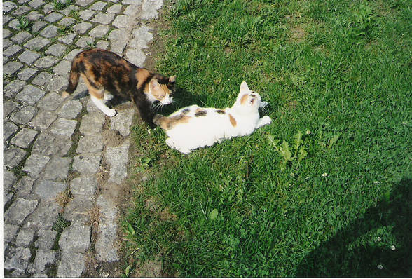 katzen, katzen und kake - 