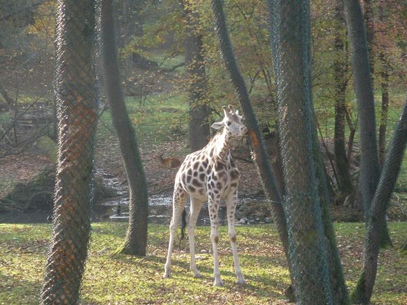 tierpark schmiding :) 19.10.08 - 