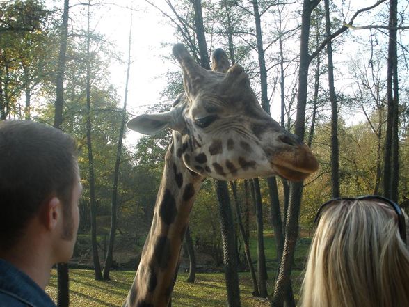 tierpark schmiding :) 19.10.08 - 