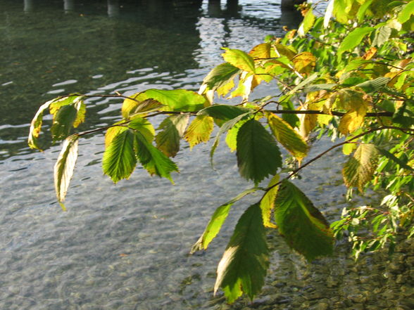 attersee im herbst - 