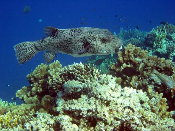 Ägypten Marsa Alam - 