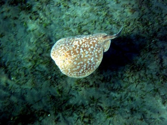 Ägypten Marsa Alam - 