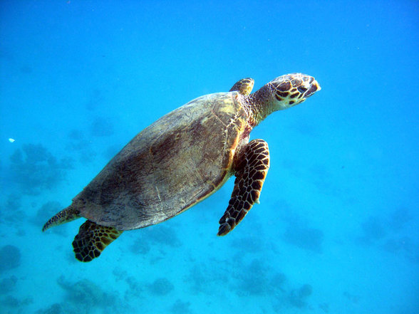 Brayka Bay Marsa Alam September 2007 - 