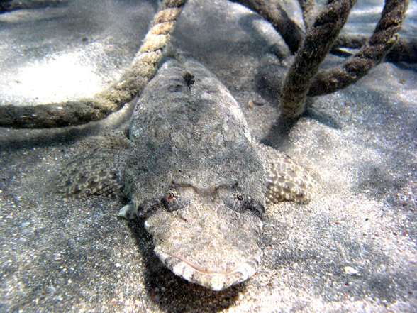 Brayka Bay Marsa Alam September 2007 - 