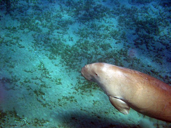 Brayka Bay Marsa Alam September 2007 - 