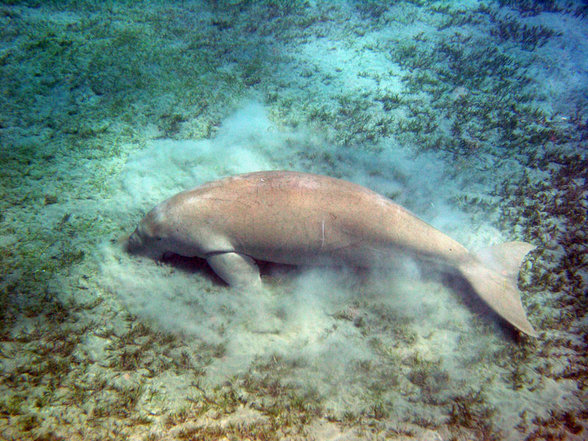 Brayka Bay Marsa Alam September 2007 - 