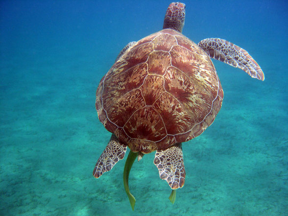 Brayka Bay Marsa Alam September 2007 - 