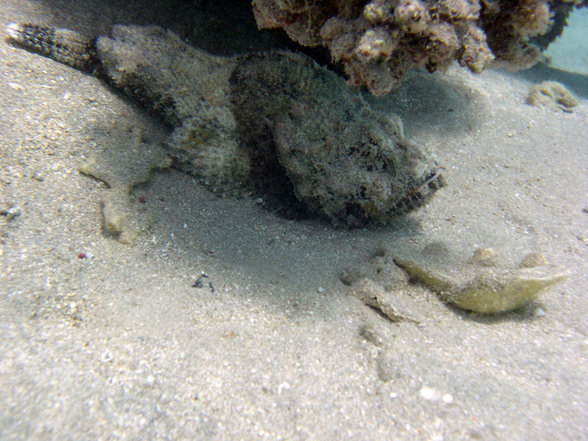 Brayka Bay Marsa Alam September 2007 - 