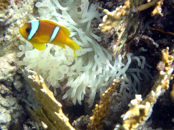 Brayka Bay Marsa Alam September 2007 - 