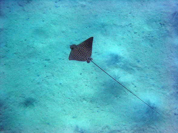 Brayka Bay Marsa Alam September 2007 - 