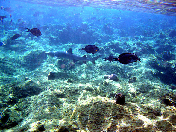 Brayka Bay Marsa Alam September 2007 - 